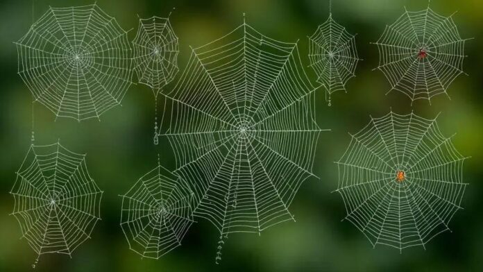 Como a arquitetura das teias de aranha impacta sua captura de presas Como a arquitetura das teias de aranha impacta sua captura de presas
