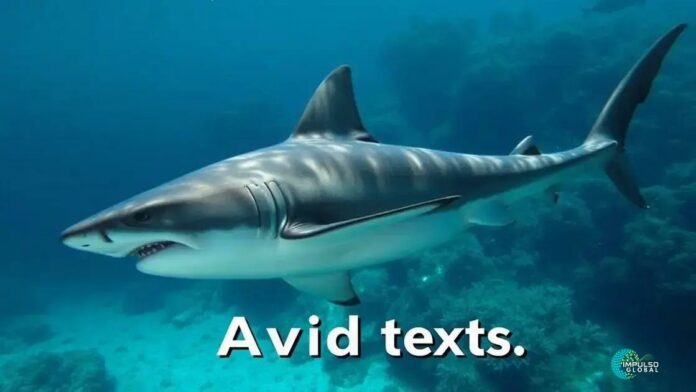 Novo estudo revela segredos sobre o comportamento dos tubarões