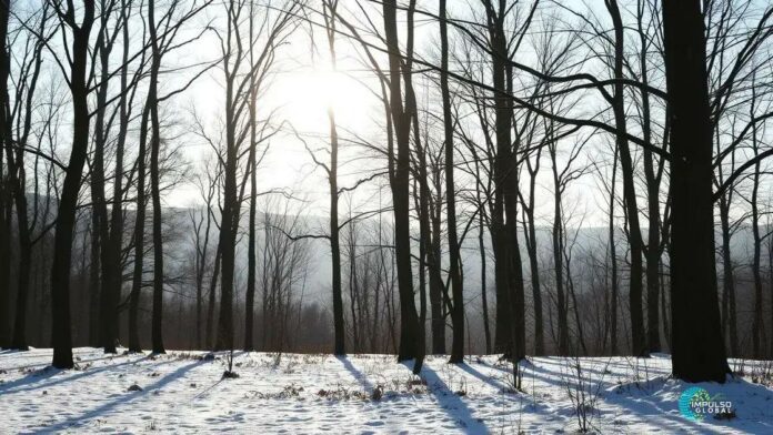Impacto da falta de fotossíntese na qualidade do ar no inverno Impacto da falta de fotossíntese na qualidade do ar no inverno